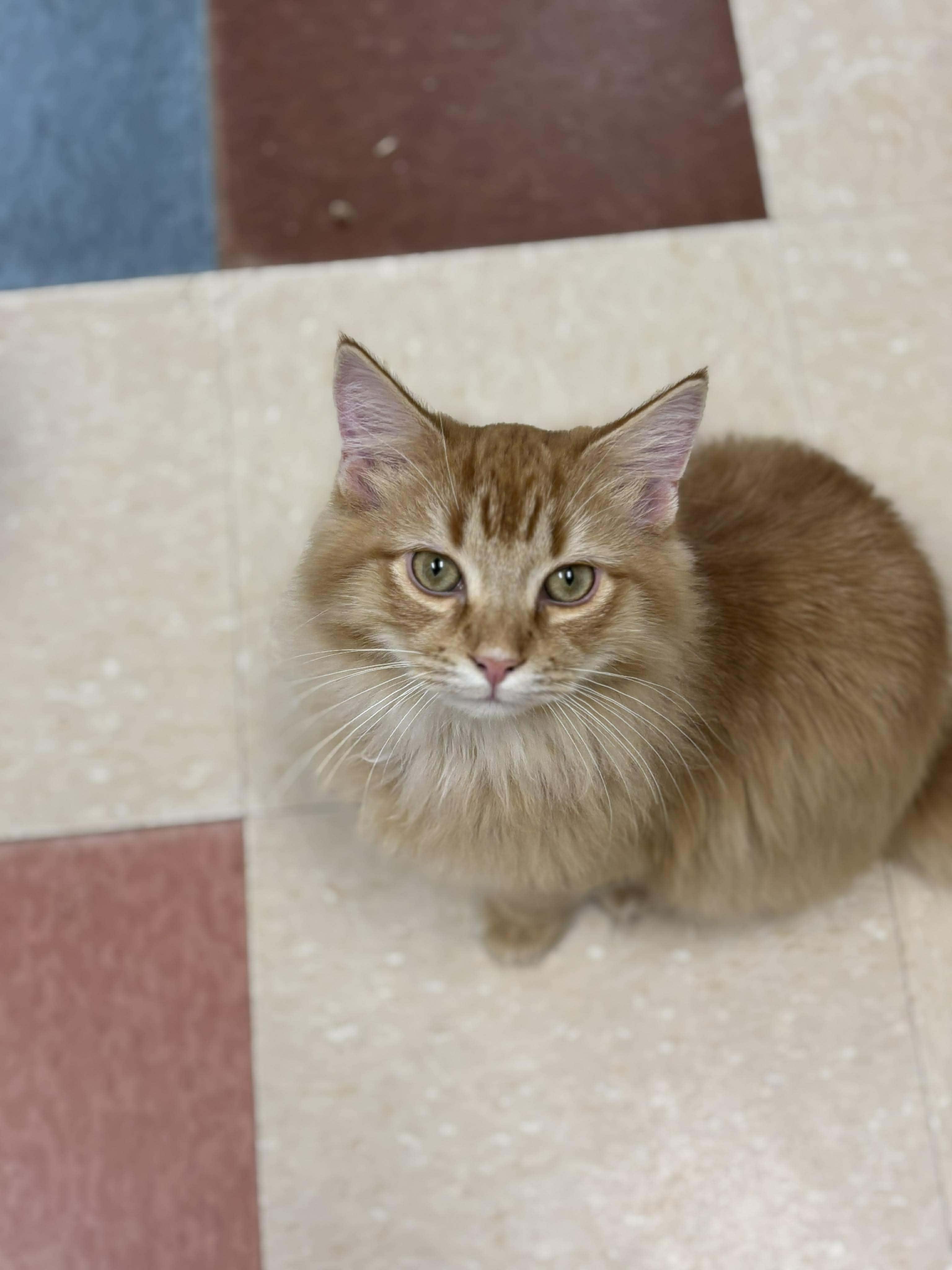 Enlarge Salsa, an adopted Domestic Long Hair in Paris, ME image 1/1