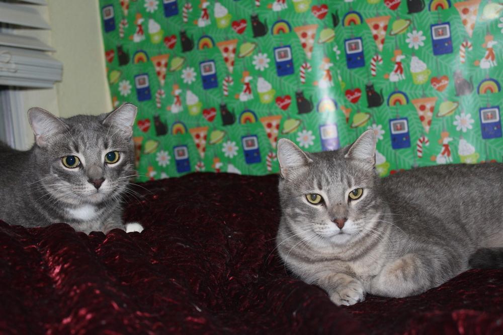 Trip (CL-J), Adoptable, Adult Male Domestic Short Hair.