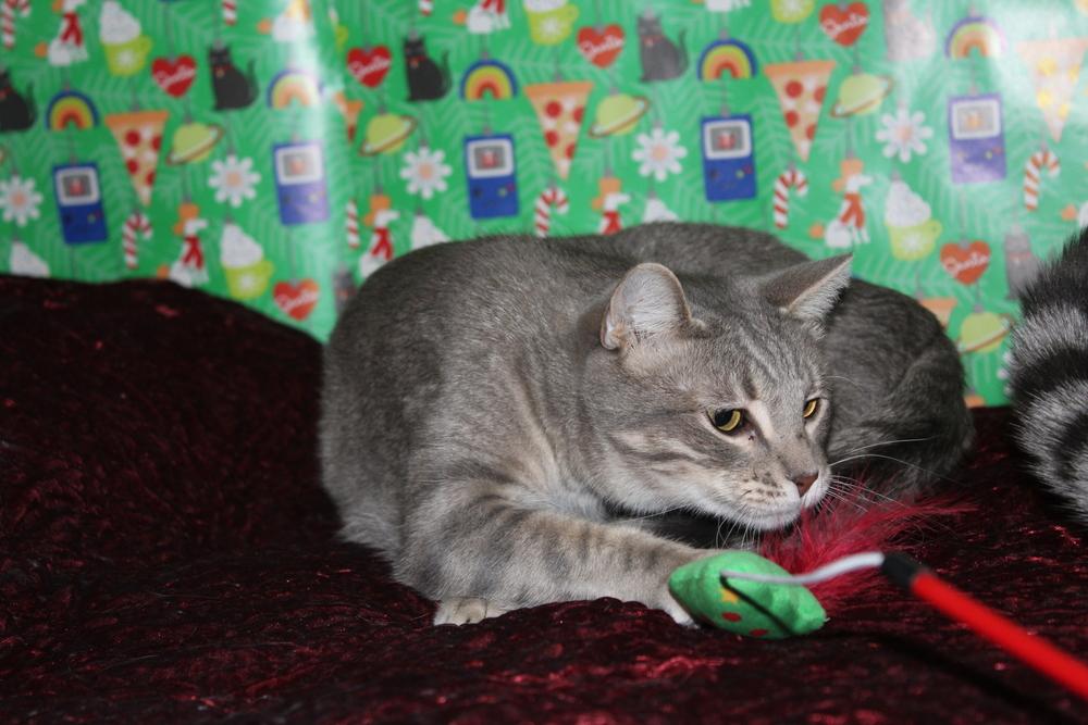 Enlarge Trip (CL-J), a Adoptable mixed breed in Austin, TX image 2/6