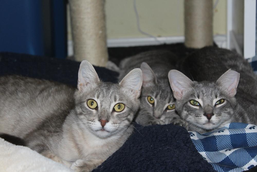 Enlarge Trip (CL-J), a Adoptable mixed breed in Austin, TX image 3/6