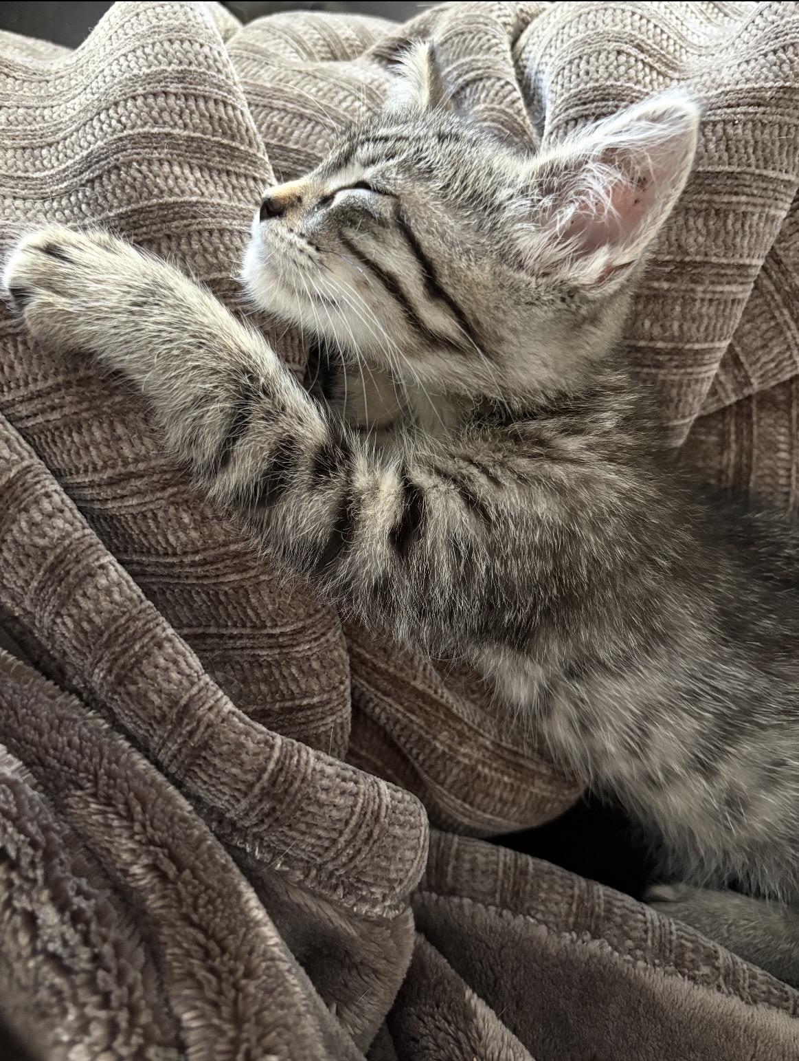 Beans, Adoptable, Kitten Female Domestic Short Hair & Tabby.