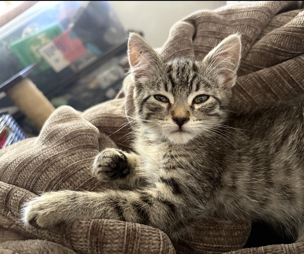 Enlarge Beans, a Adoptable mixed breed in Yuba City, CA image 2/2