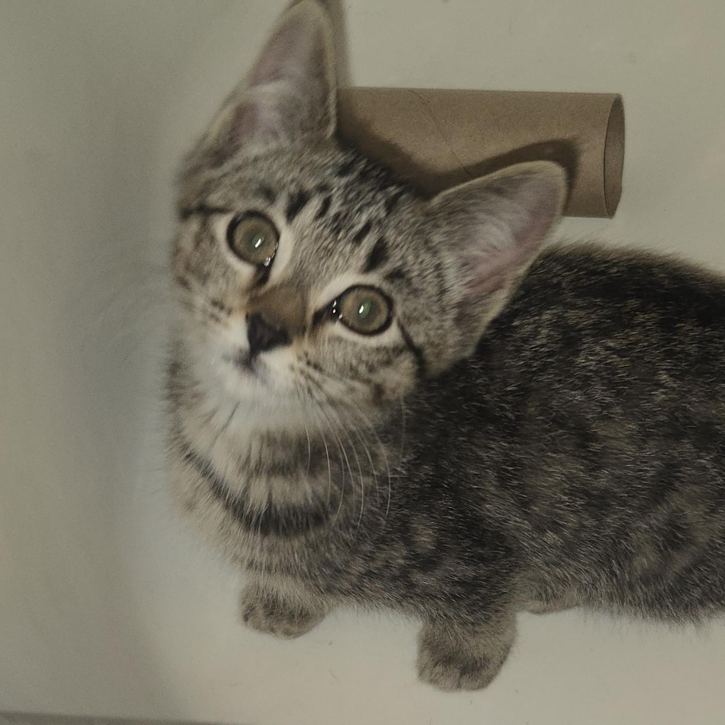 Enlarge Neo, a Adoptable Domestic Short Hair in Choteau, MT image 2/3