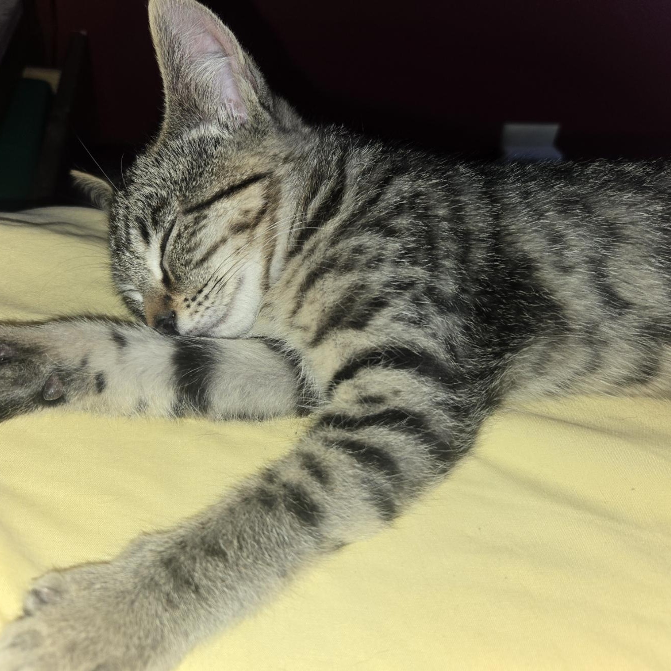 Enlarge Neo, a Adoptable Domestic Short Hair in Choteau, MT image 3/3