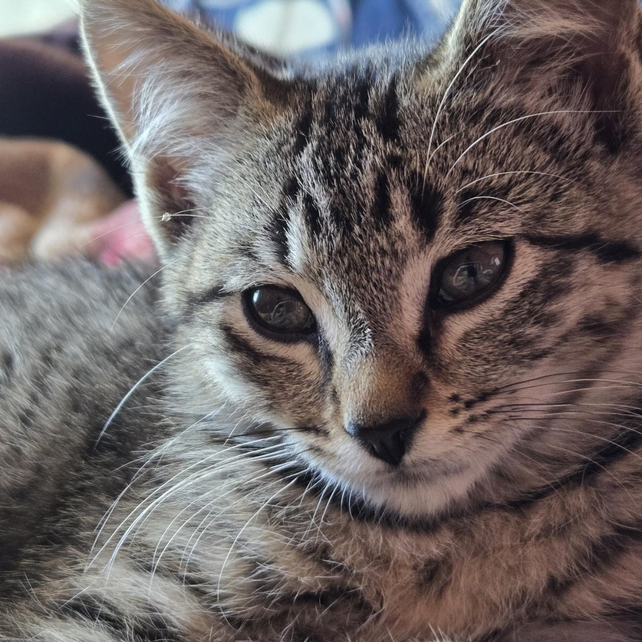 Enlarge Neo, a Adoptable Domestic Short Hair in Choteau, MT image 1/3