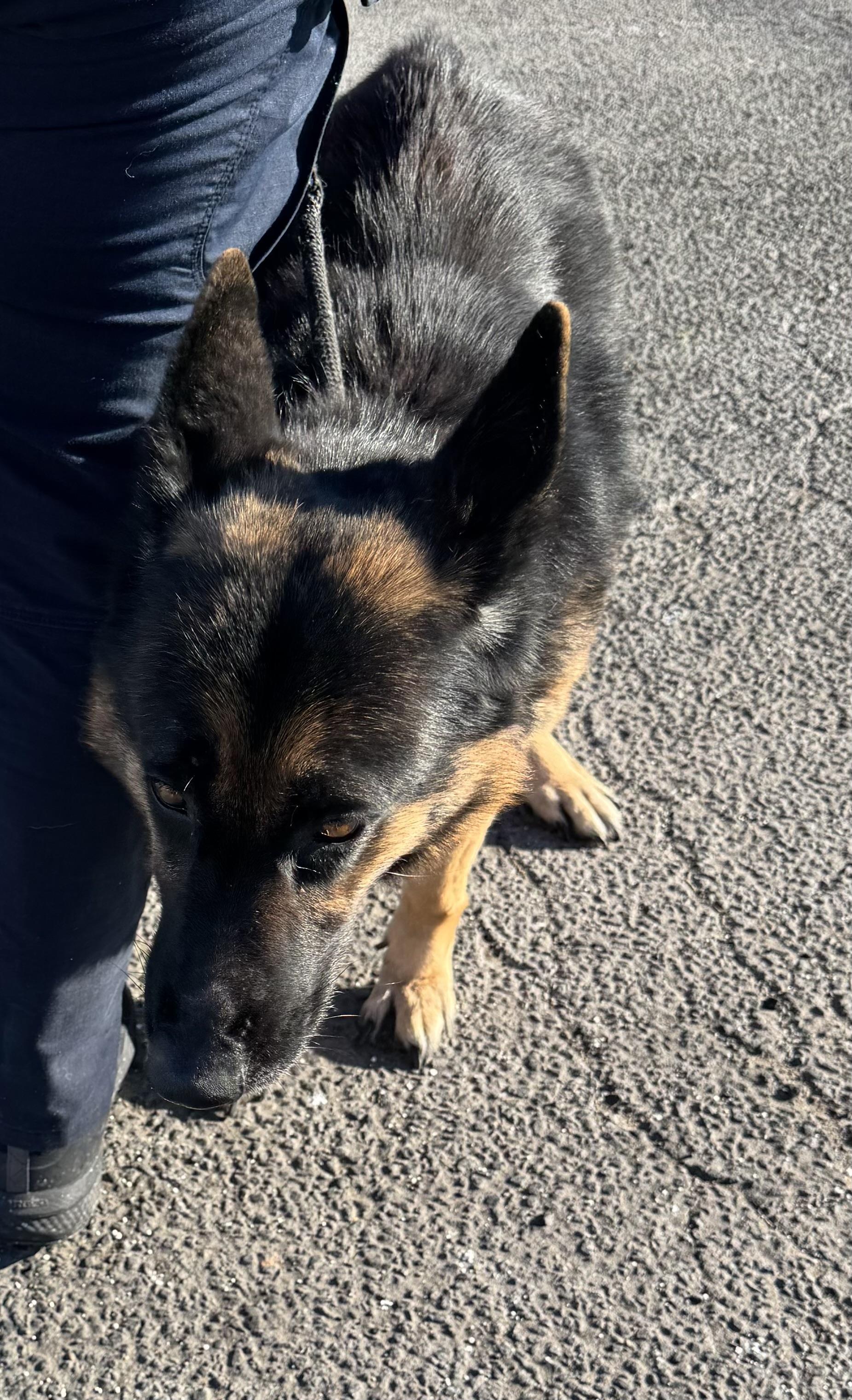 Dorothy-In Foster, Adult Female German Shepherd Dog