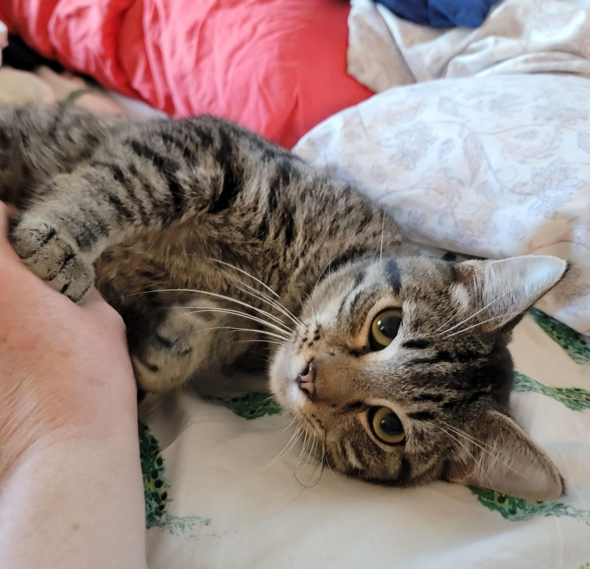 Caffeine, adopted, Young Male Domestic Short Hair.