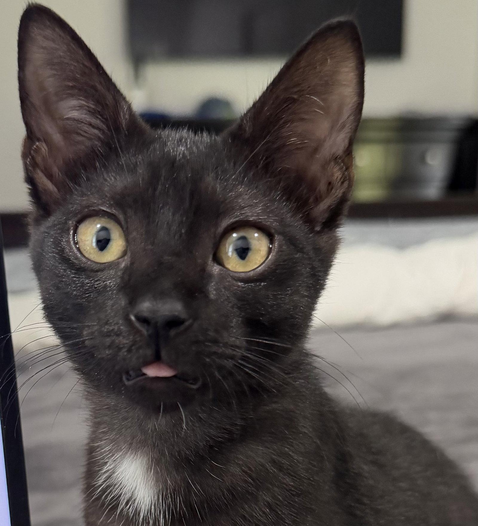 Enlarge Bonnie, a Adoptable Domestic Short Hair in Boynton Beach, FL image 1/1