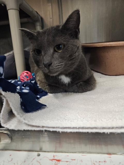 Enlarge Maggie, a ADOPTABLE Domestic Short Hair in Honesdale, PA image 2/2