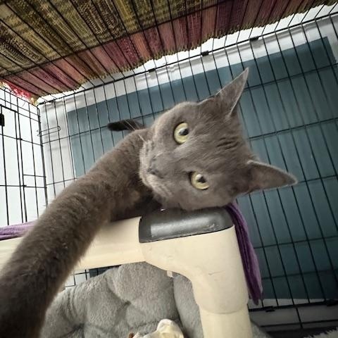 Maggie, ADOPTABLE, Adult Female Domestic Short Hair.