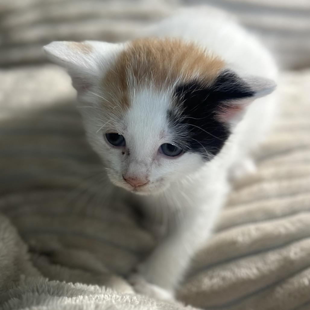 Enlarge Pebbles, a Adoptable Domestic Medium Hair in San Saba, TX image 1/1