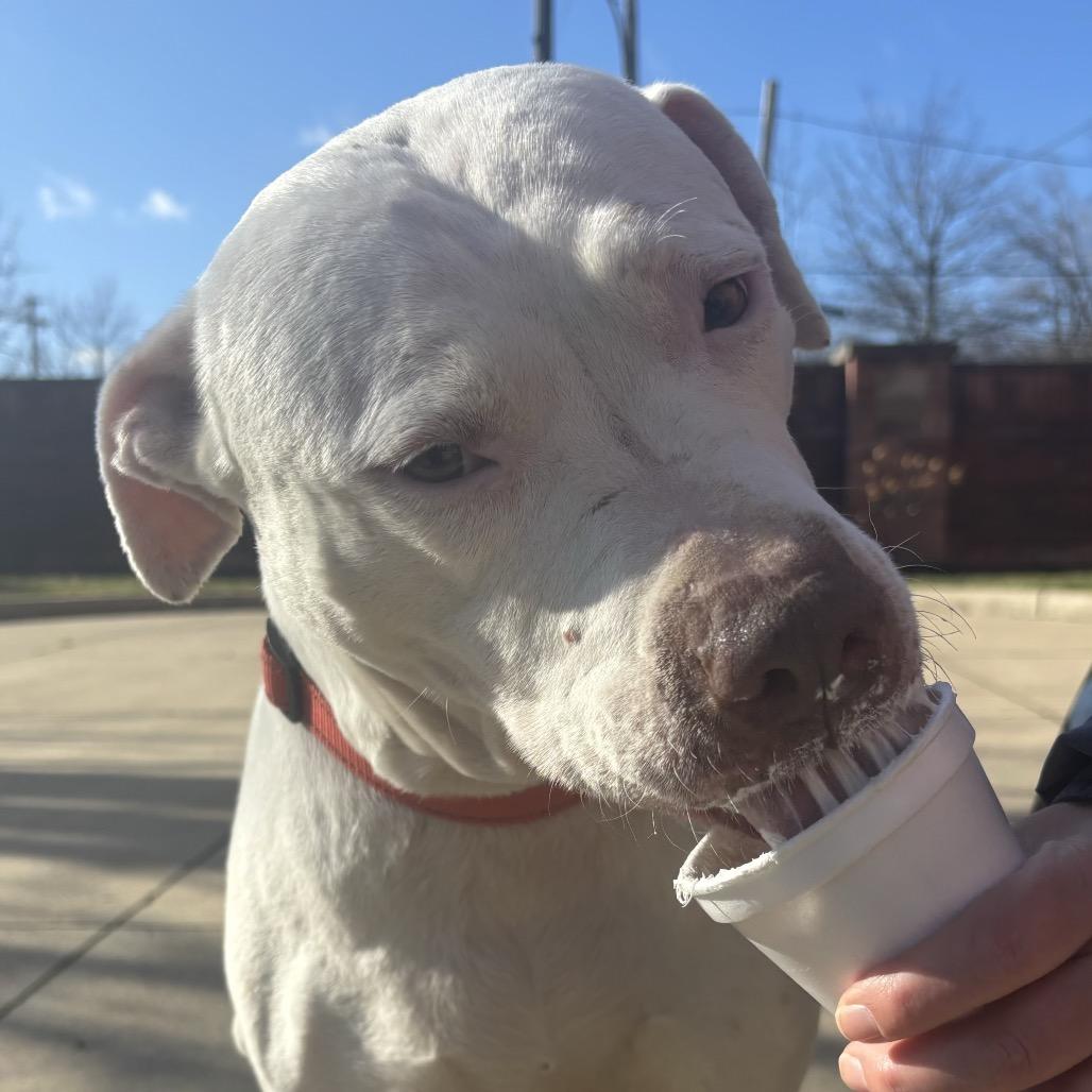 Freckles, a Adoptable Pit Bull Terrier in Columbia Station, OH image 1/6