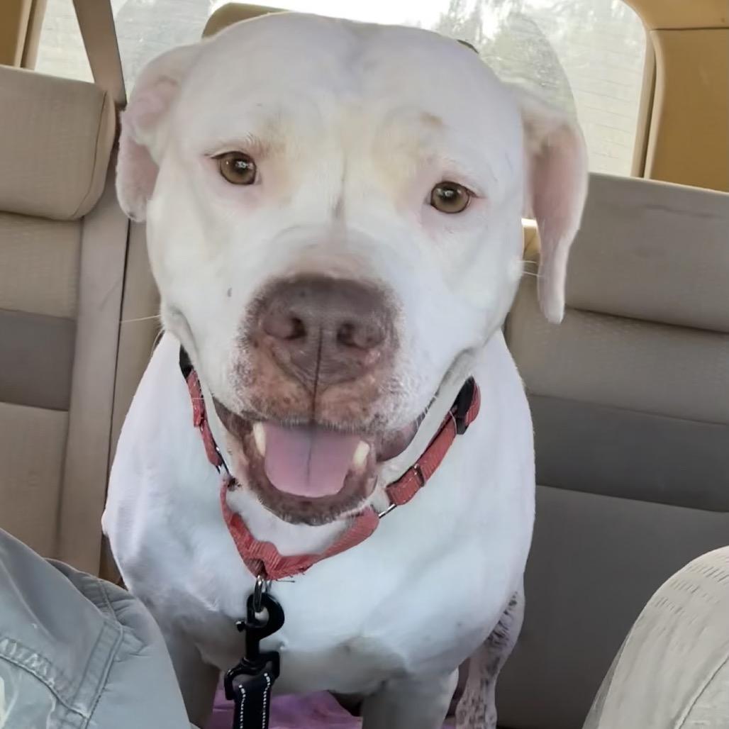 Freckles, a Adoptable Pit Bull Terrier in Columbia Station, OH image 2/6