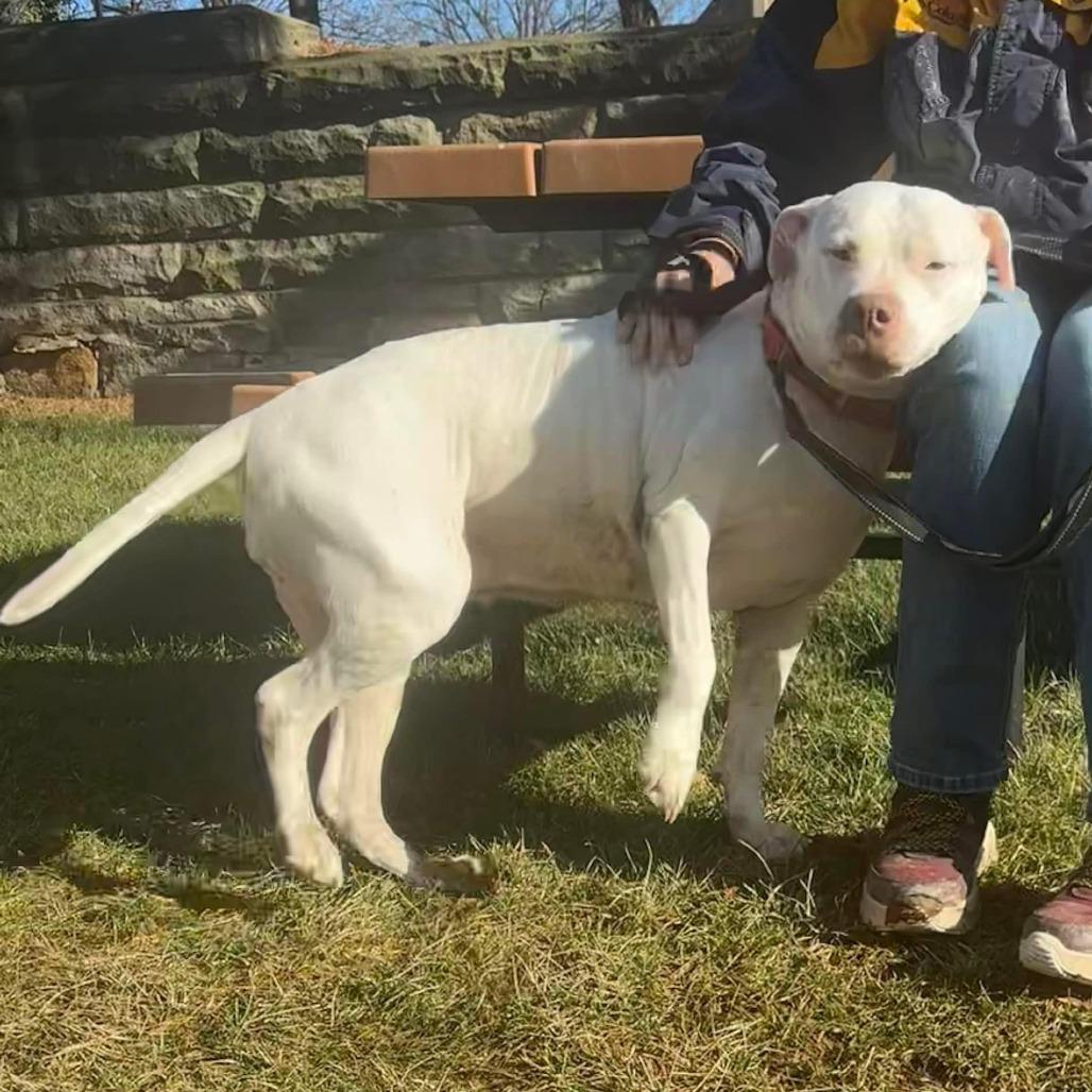 Freckles, a Adoptable Pit Bull Terrier in Columbia Station, OH image 3/6
