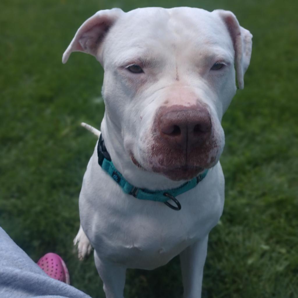 Freckles, a Adoptable Pit Bull Terrier in Columbia Station, OH image 4/6