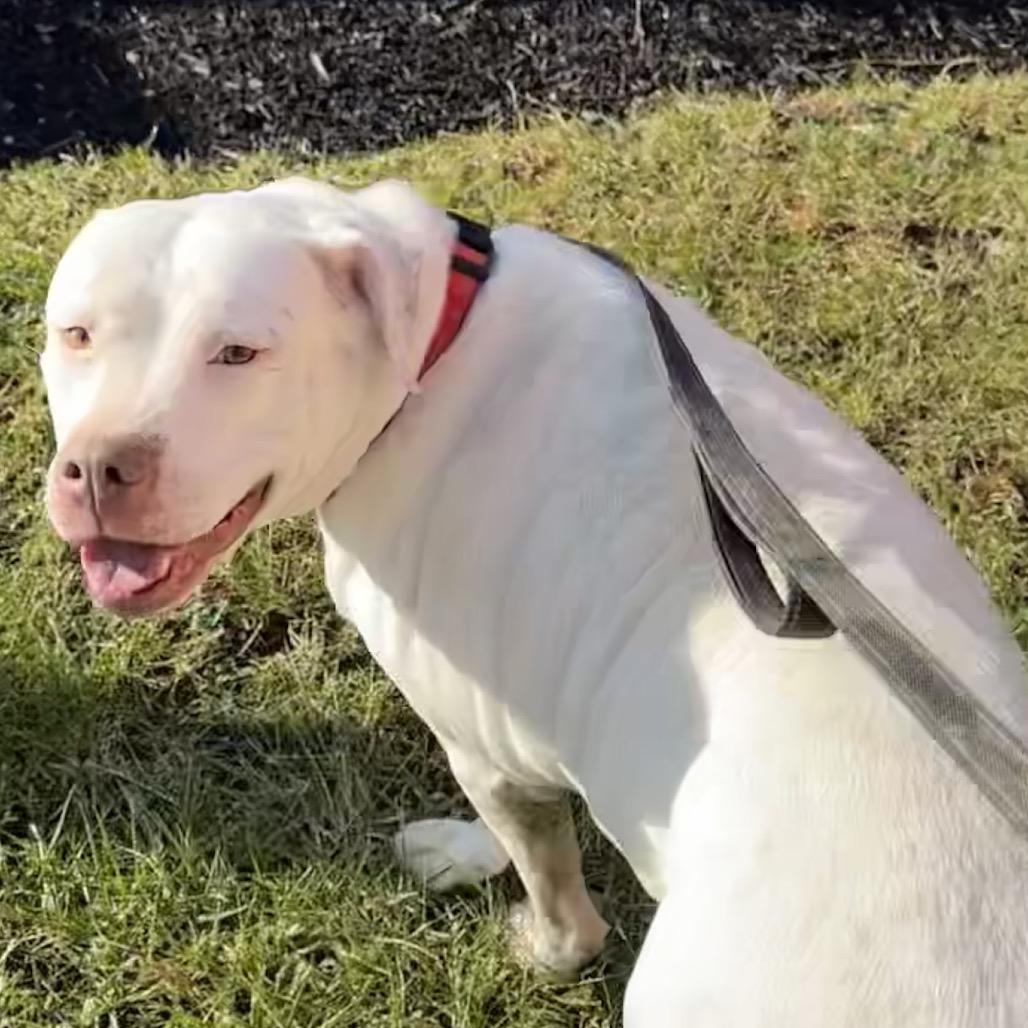 Freckles, a Adoptable Pit Bull Terrier in Columbia Station, OH image 5/6