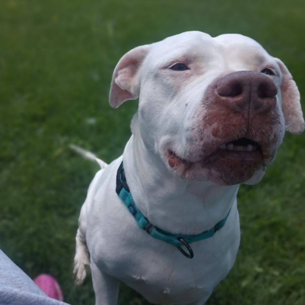 Freckles, a Adoptable Pit Bull Terrier in Columbia Station, OH image 6/6