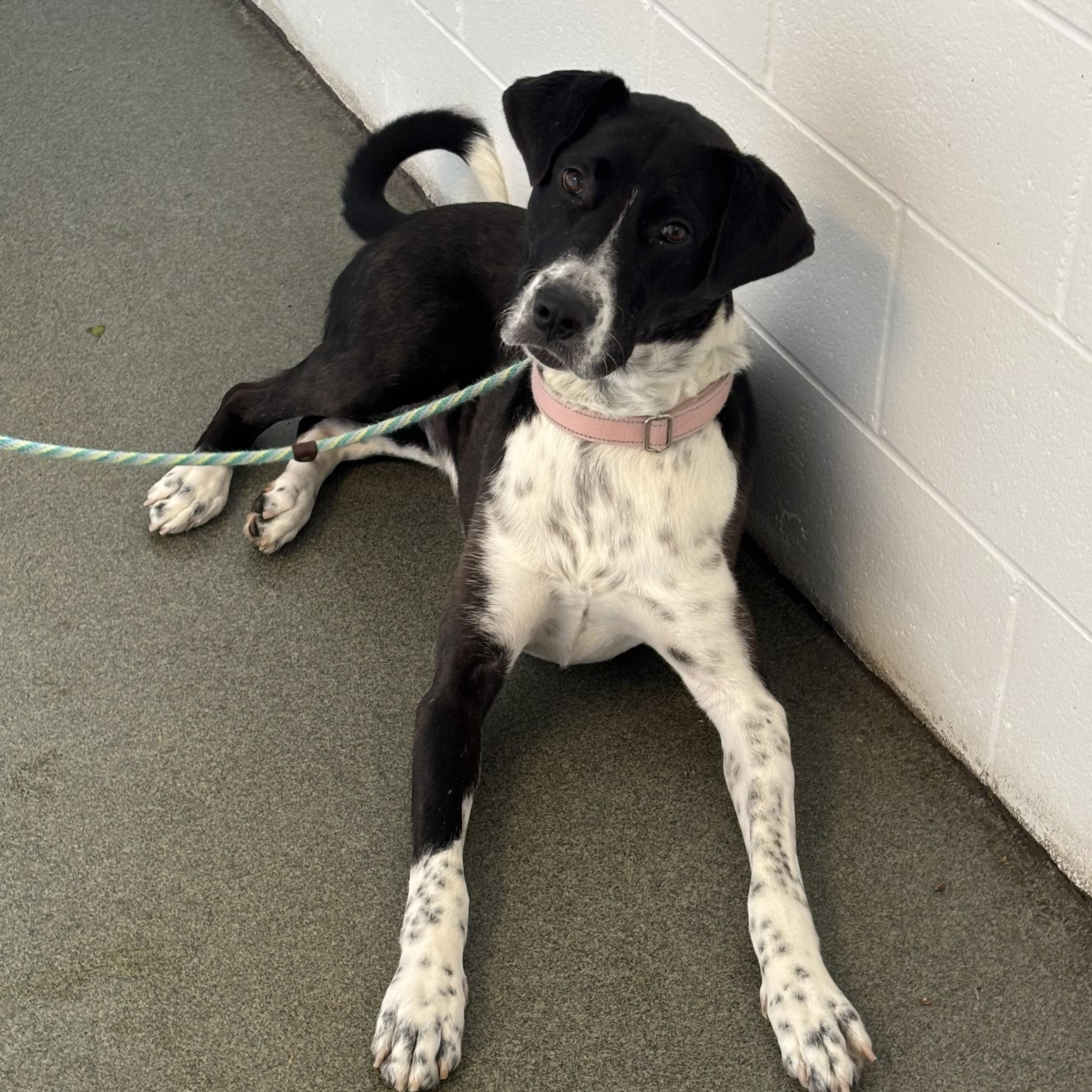 Kiko, ADOPTABLE, Adult Female Mixed Breed.