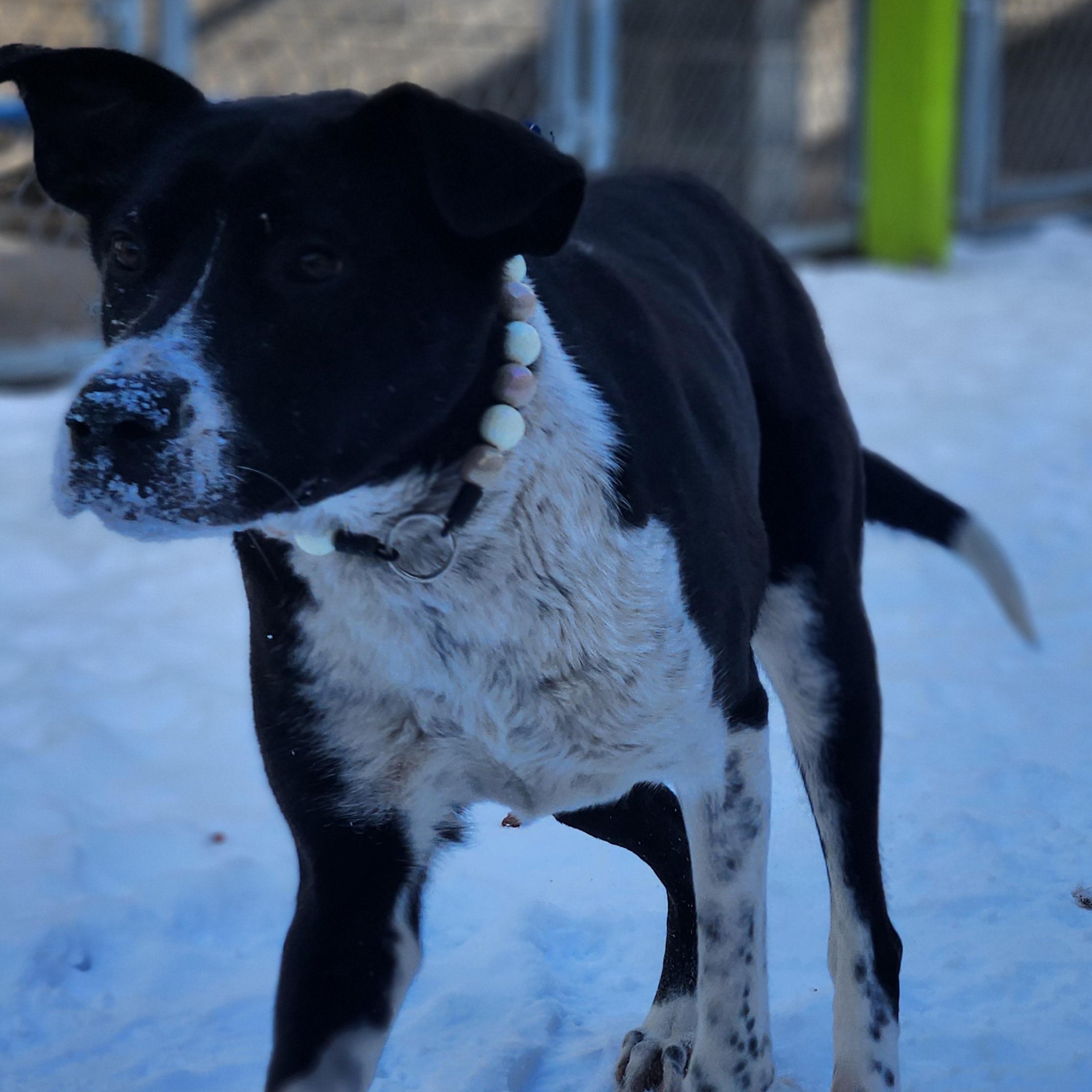 Enlarge Kiko, a ADOPTABLE Mixed Breed in Mount Pleasant, MI image 4/4