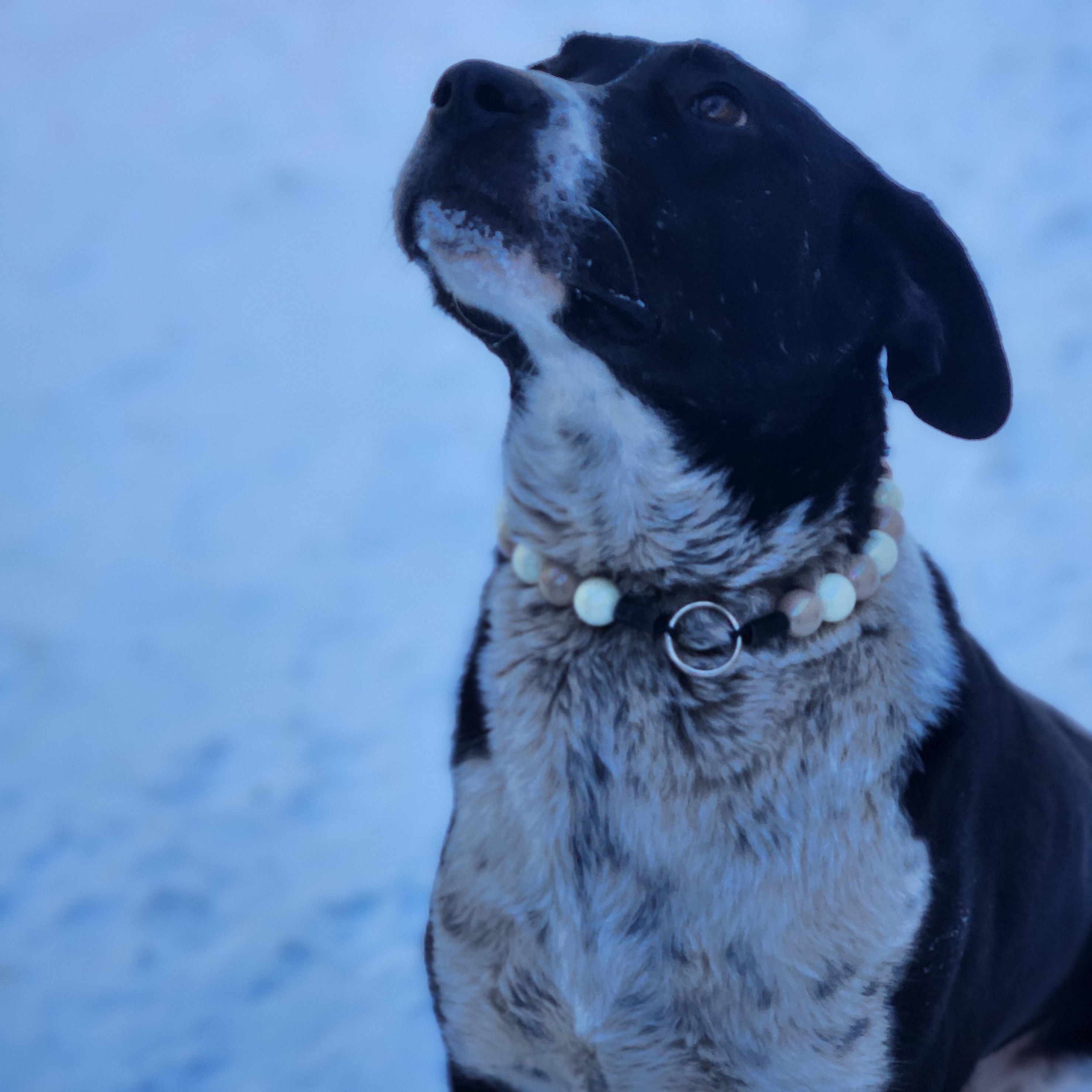 Enlarge Kiko, a ADOPTABLE Mixed Breed in Mount Pleasant, MI image 1/4