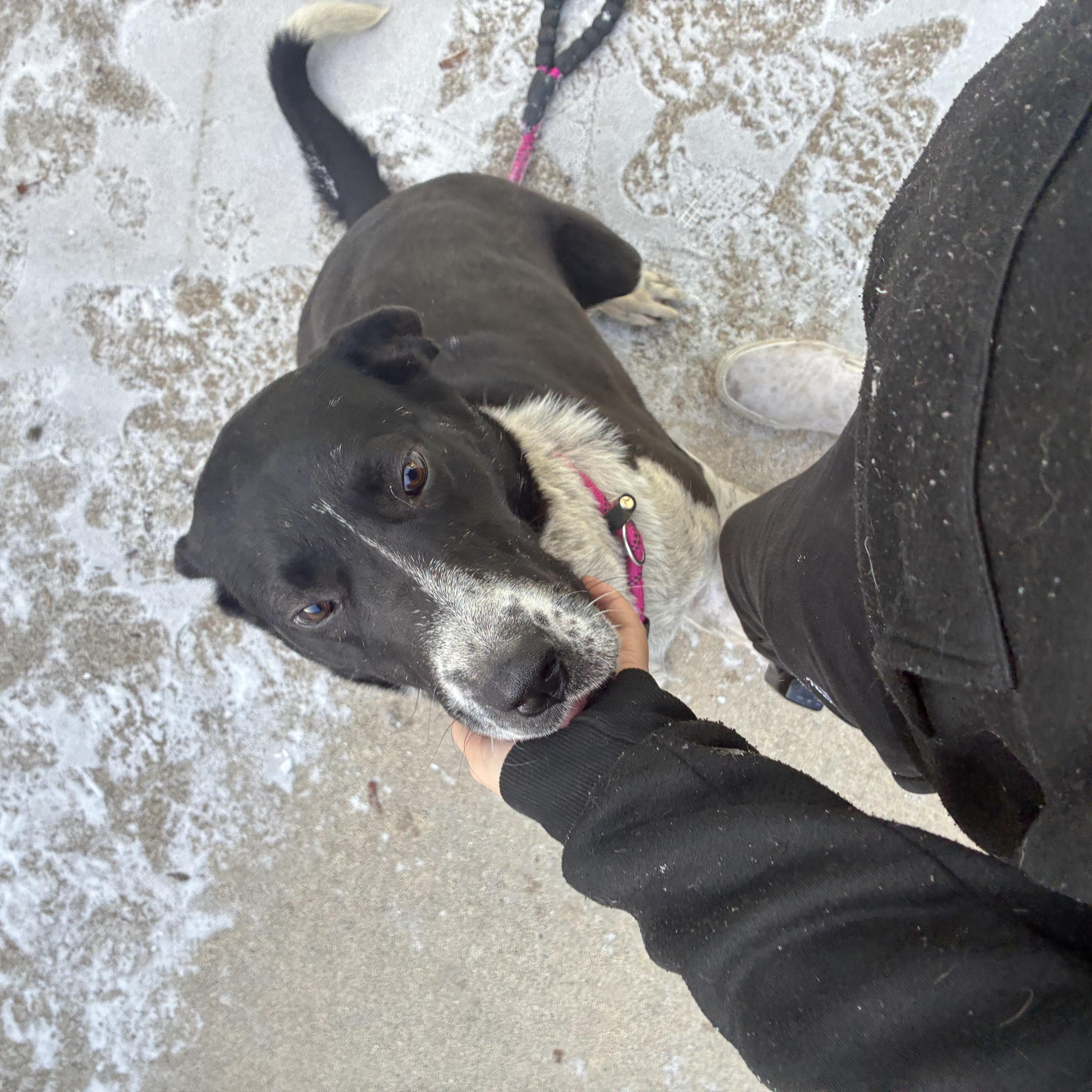 Enlarge Kiko, a ADOPTABLE Mixed Breed in Mount Pleasant, MI image 2/4
