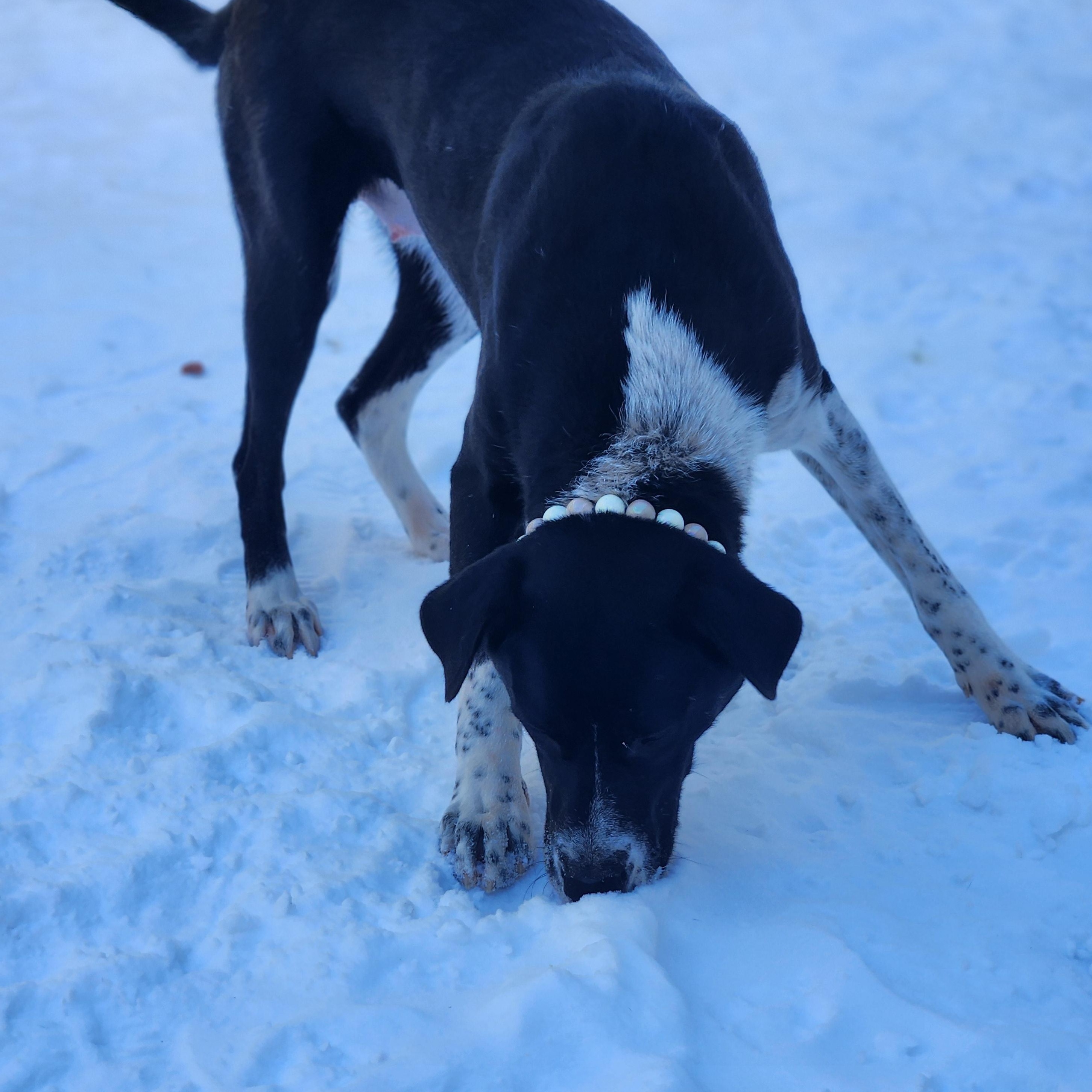 Enlarge Kiko, a ADOPTABLE Mixed Breed in Mount Pleasant, MI image 3/4