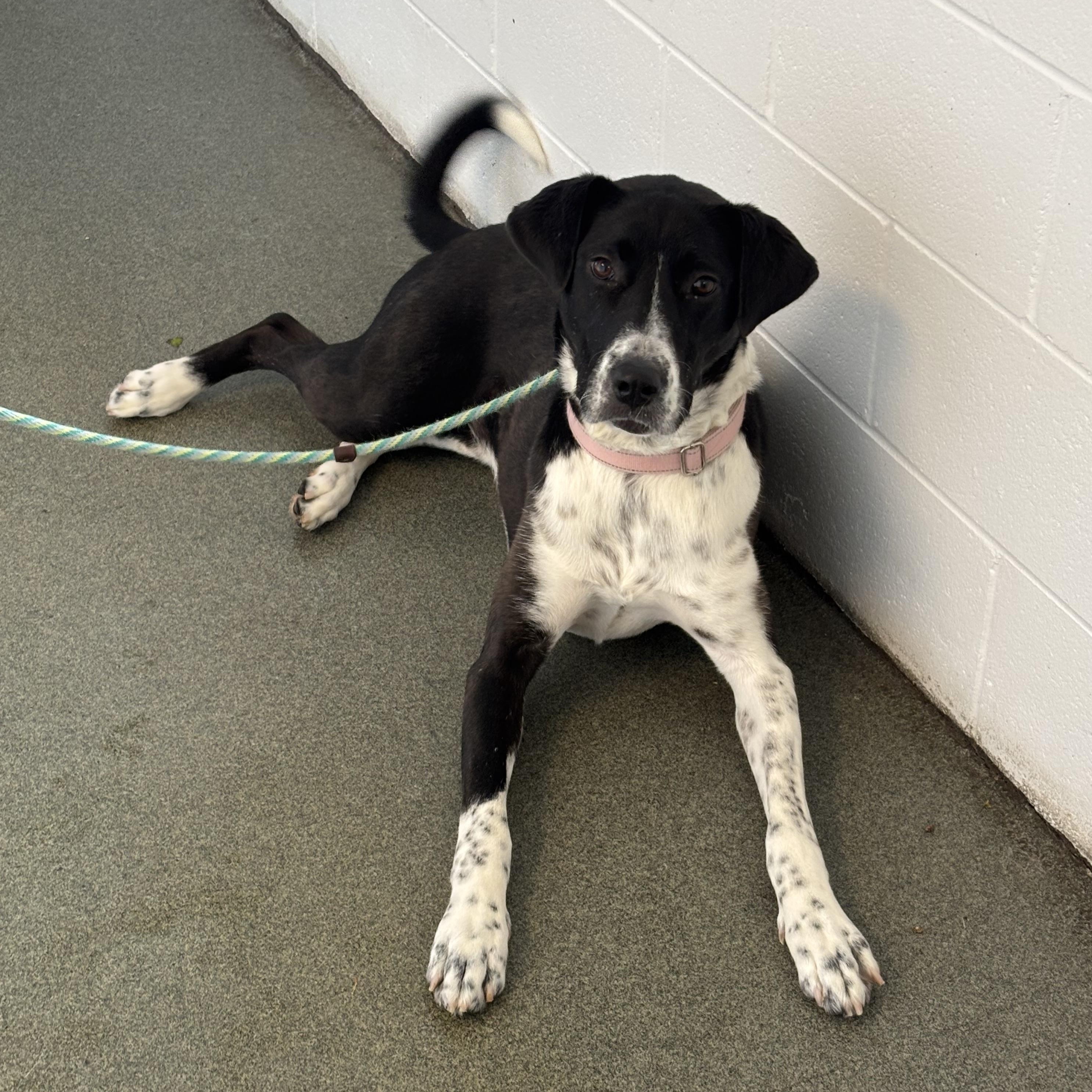 Kiko, a ADOPTABLE Mixed Breed in Mount Pleasant, MI image 2/5