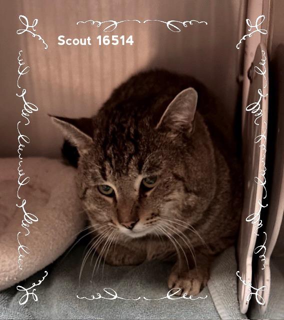 SCOUT, an adopted Domestic Short Hair in Marietta, GA image 4/4