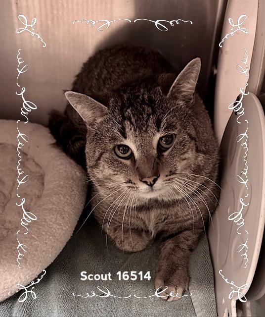 SCOUT, an adopted Domestic Short Hair in Marietta, GA image 3/4