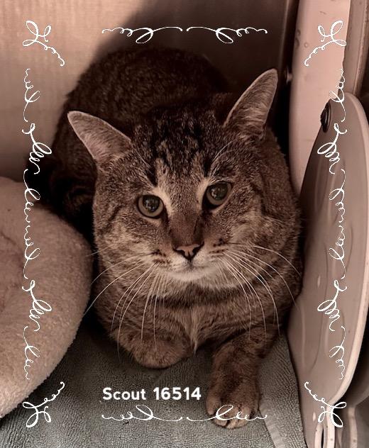 SCOUT, an adopted Domestic Short Hair in Marietta, GA image 1/4