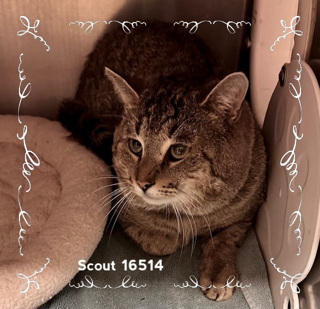 SCOUT, an adopted Domestic Short Hair in Marietta, GA image 2/4