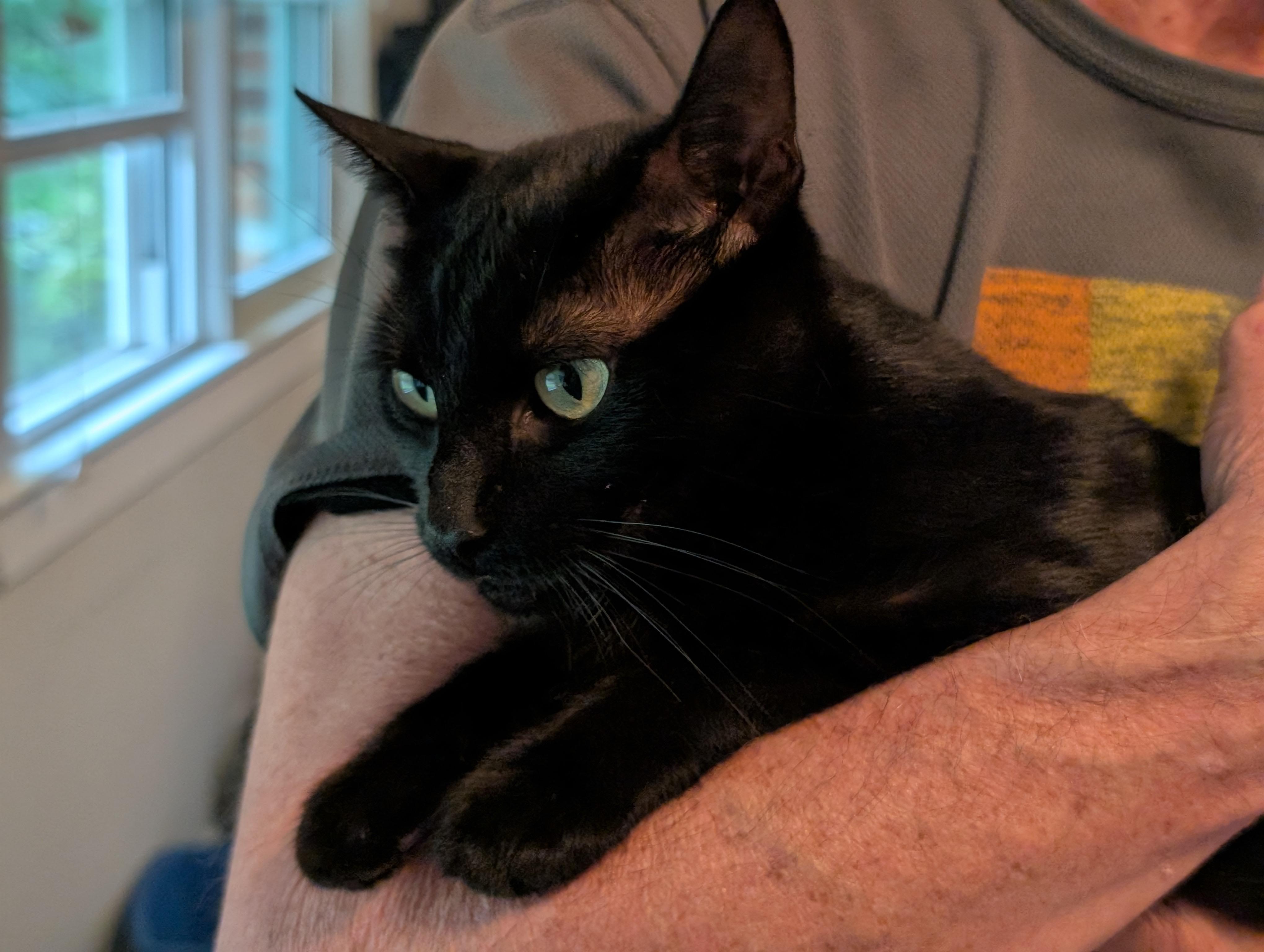 Milan-Available Soon, a ADOPTABLE Domestic Short Hair in Arlington, VA image 3/3