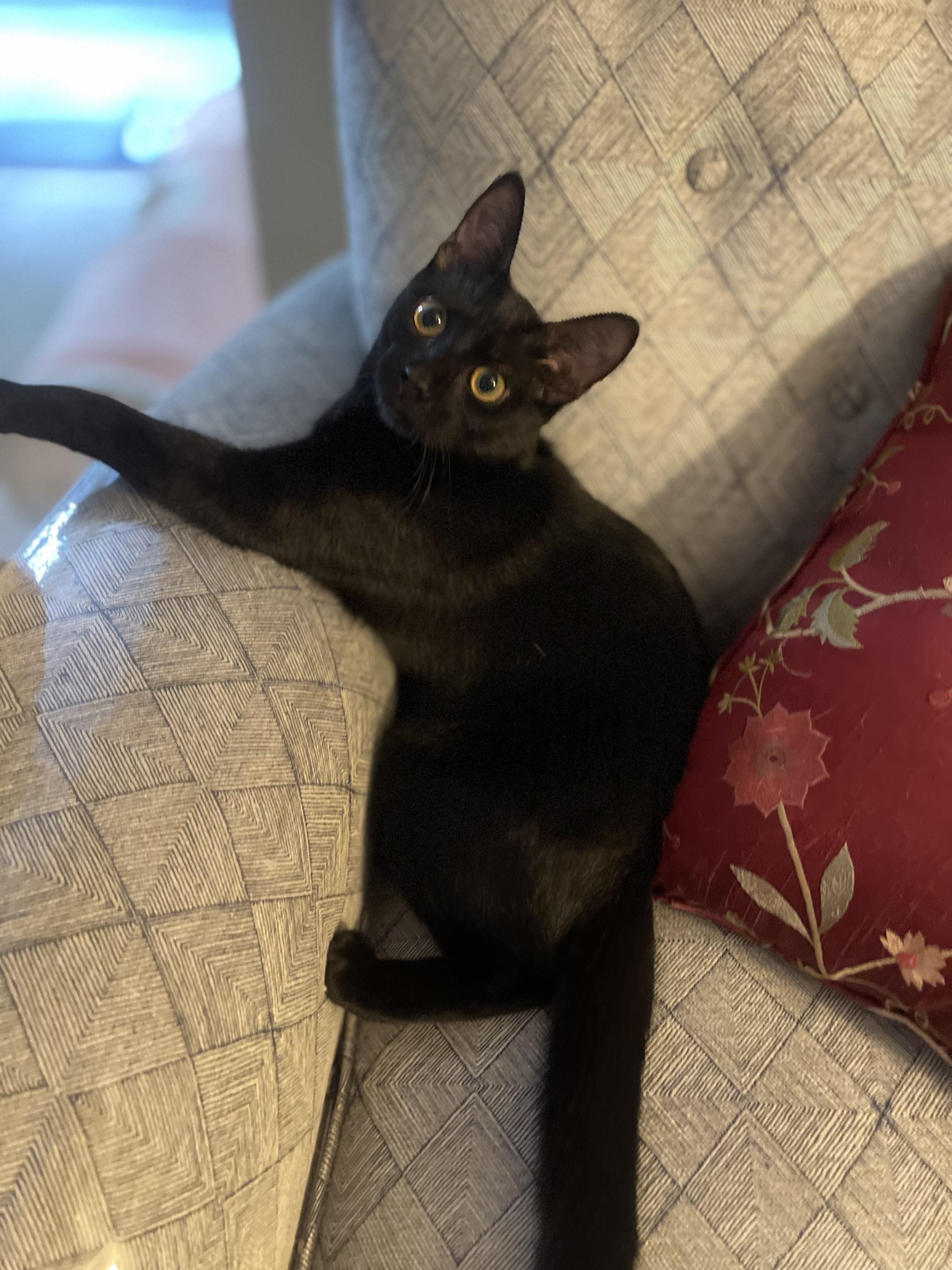 Milan-Available Soon, ADOPTABLE, Adult Female Domestic Short Hair.