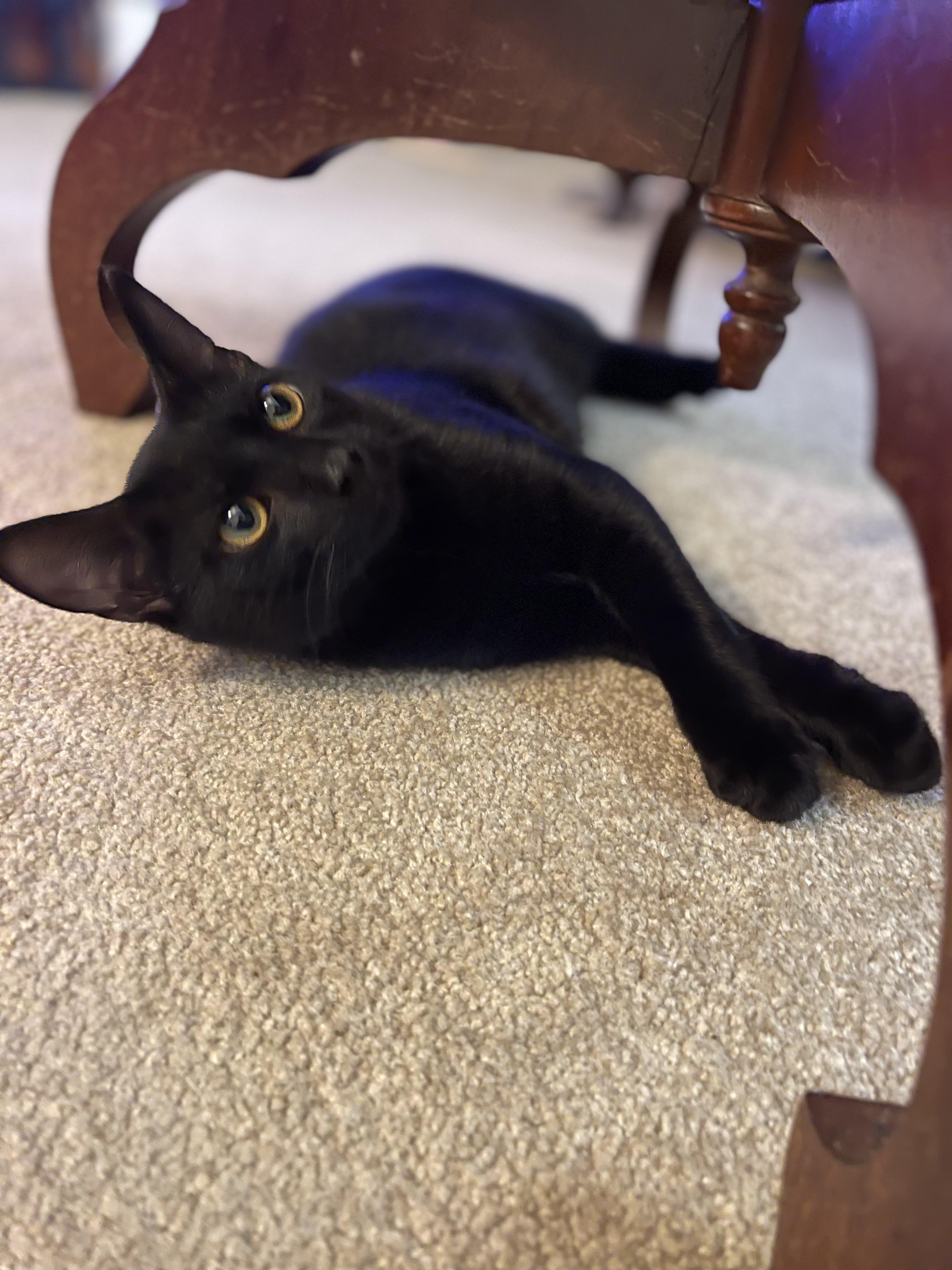 Enlarge Milan-Available Soon, a ADOPTABLE Domestic Short Hair in Arlington, VA image 2/5