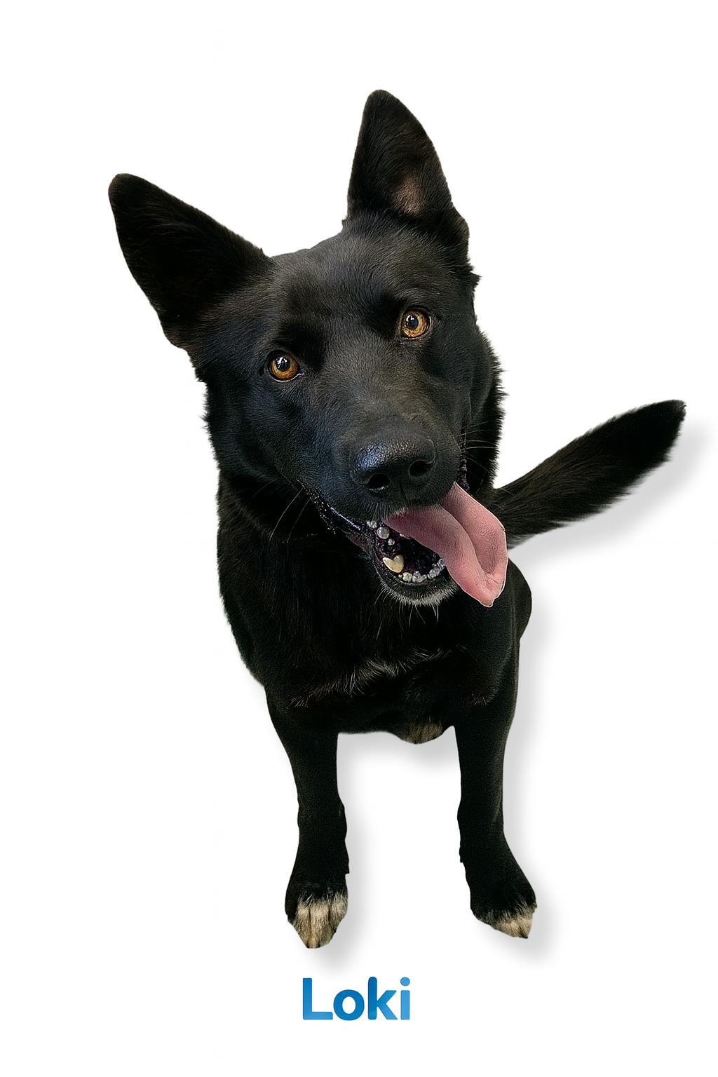 Enlarge Loki , an adopted mixed breed in Bolivar, TN image 2/2