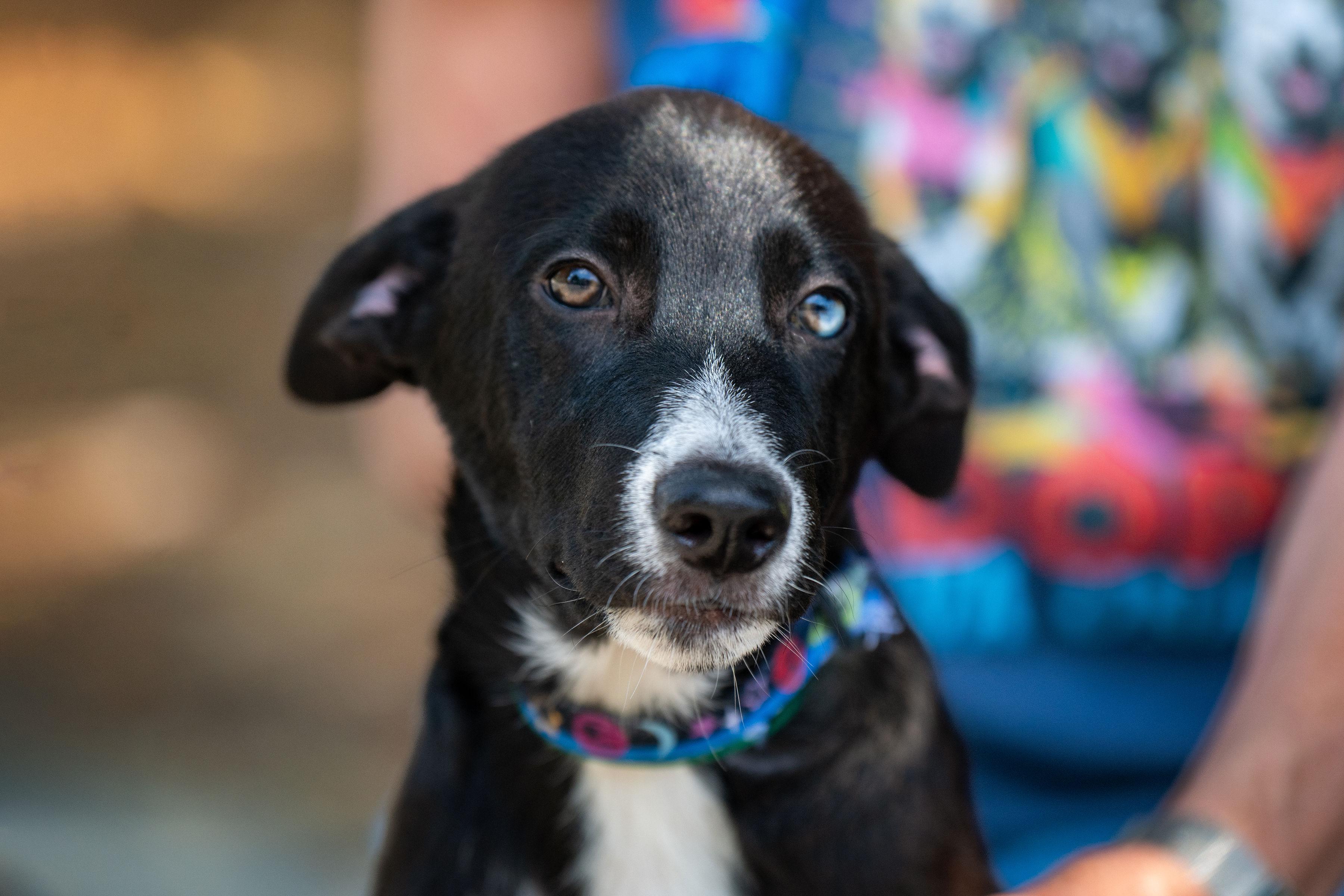 Nachos, adopted, Puppy Male Border Collie.