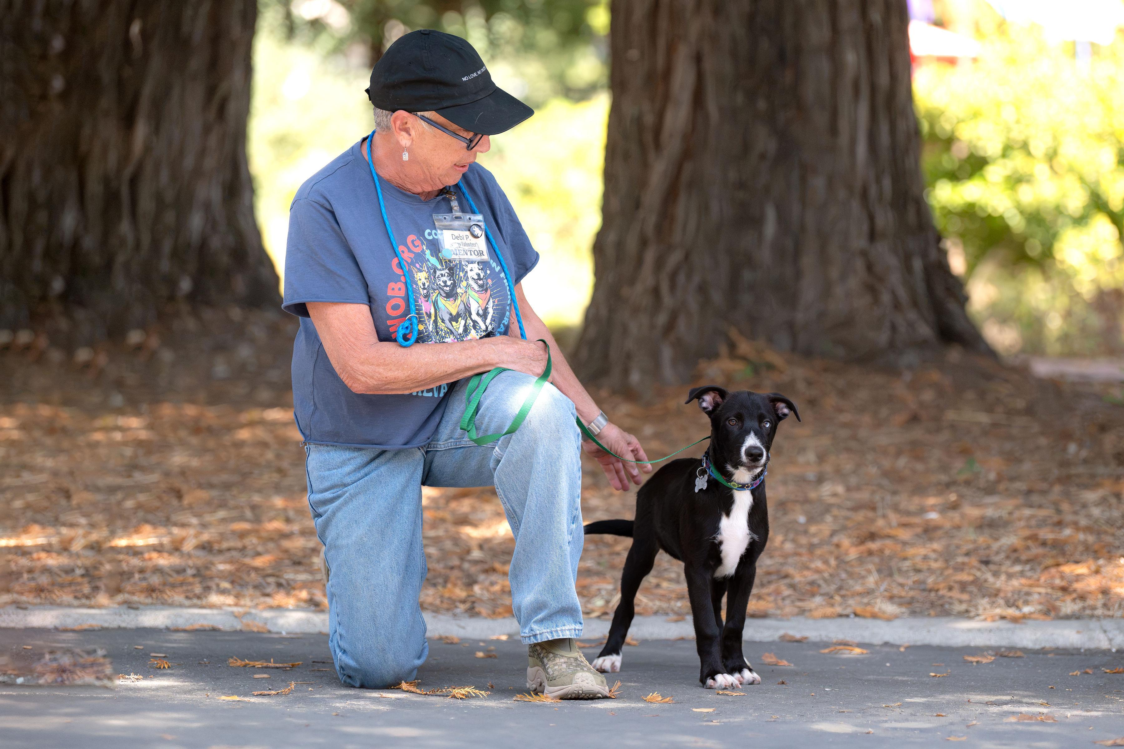 Enlarge Nachos, an adopted mixed breed in Santa Rosa, CA image 4/5