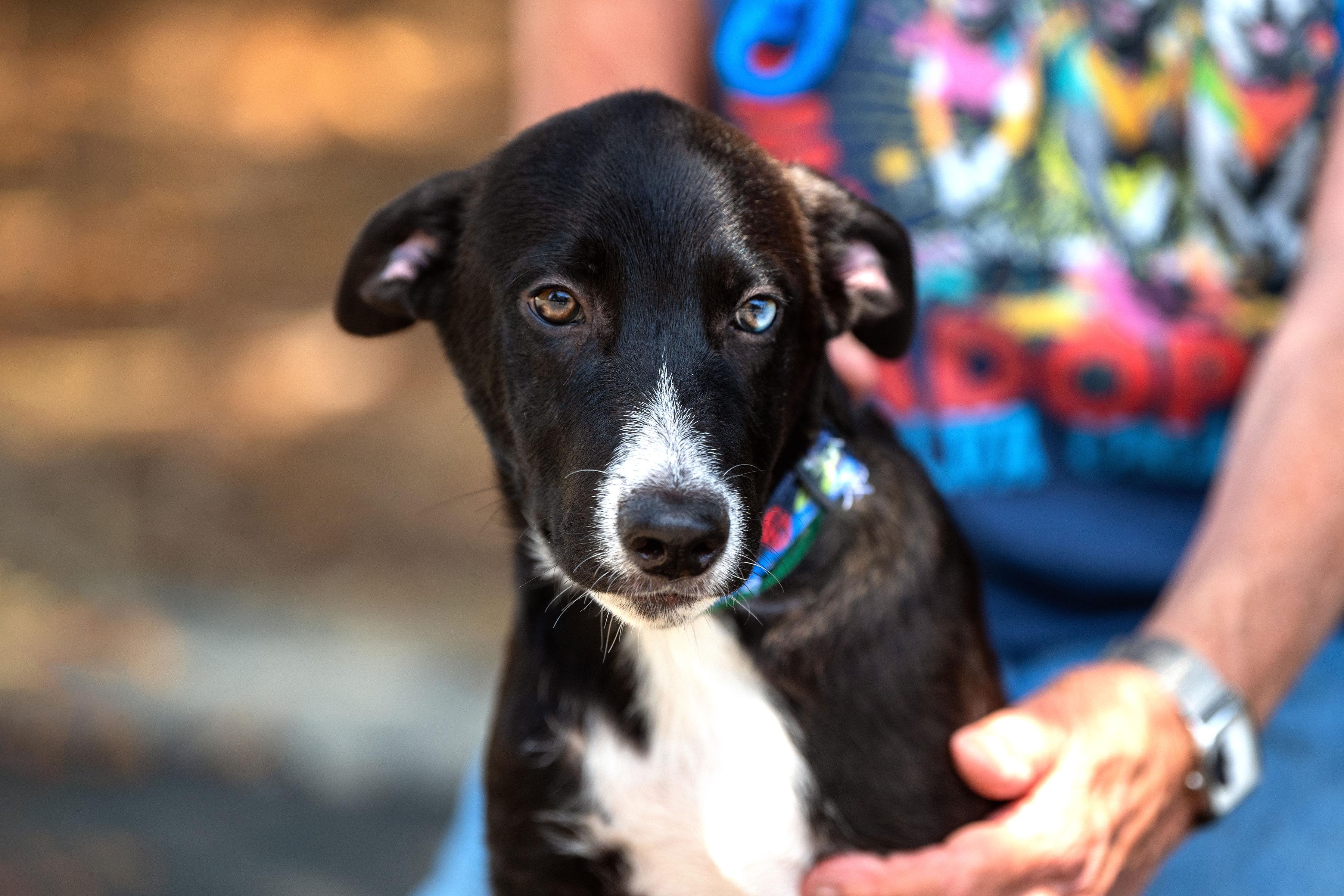 Enlarge Nachos, an adopted mixed breed in Santa Rosa, CA image 5/5