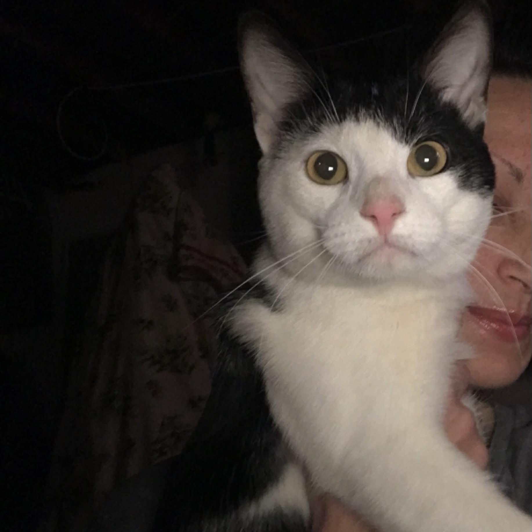 Mr. Snuggles , adopted, Kitten Male Domestic Medium Hair.