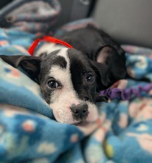 Enlarge Domino, a ADOPTABLE Mixed Breed in Schaumburg, IL image 2/5