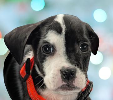 Enlarge Domino, a ADOPTABLE Mixed Breed in Schaumburg, IL image 1/5