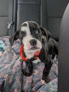 Enlarge Domino, a ADOPTABLE Mixed Breed in Schaumburg, IL image 5/5