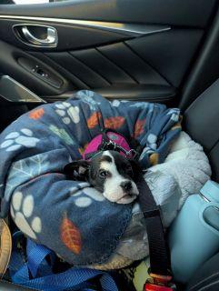 Enlarge Domino, a ADOPTABLE Mixed Breed in Schaumburg, IL image 3/5