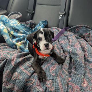 Enlarge Domino, a ADOPTABLE Mixed Breed in Schaumburg, IL image 4/5