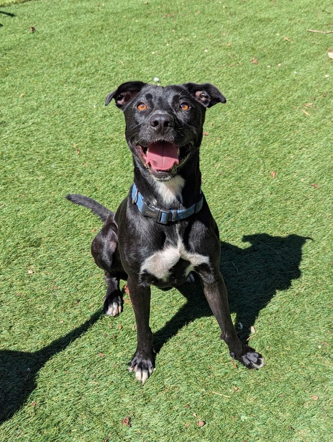 Harley, a Adoptable Black Labrador Retriever in Calhoun, GA image 1/3
