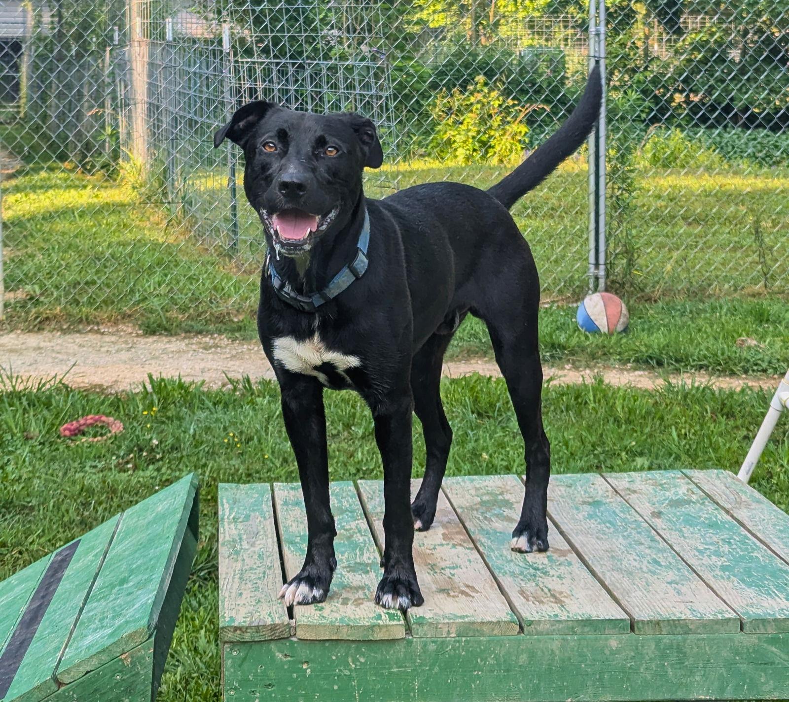 Harley, a Adoptable Black Labrador Retriever in Calhoun, GA image 2/3