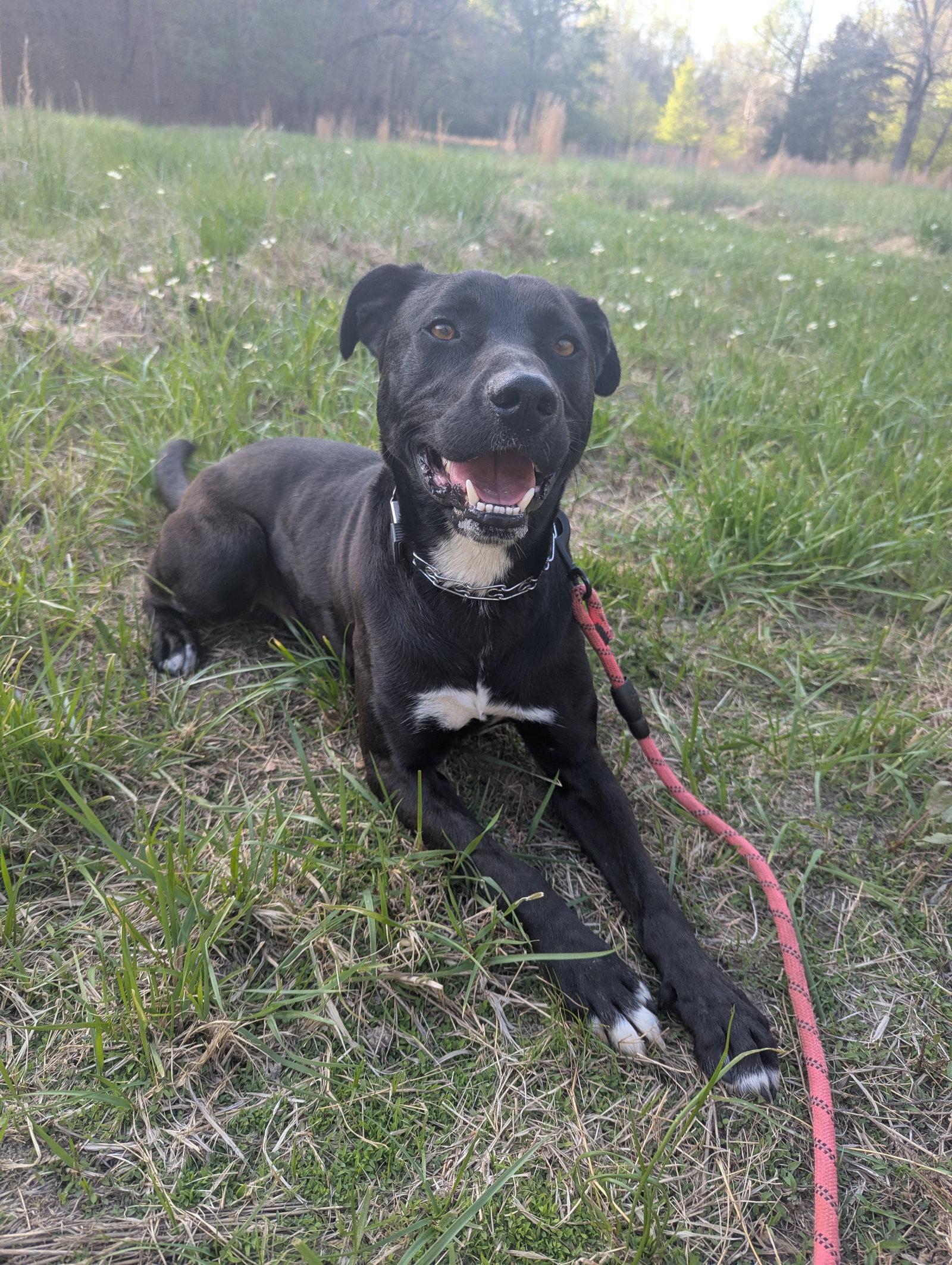 Enlarge Harley, a Adoptable Black Labrador Retriever in Calhoun, GA image 2/3