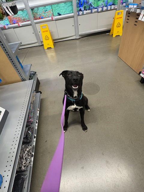 Harley, a Adoptable Black Labrador Retriever in Calhoun, GA image 2/3