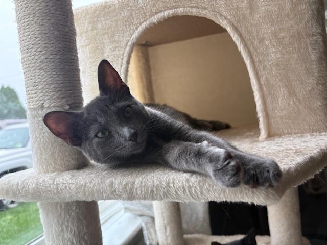 Enlarge Yzma, a Adoptable Domestic Short Hair in Chambersburg, PA image 2/4