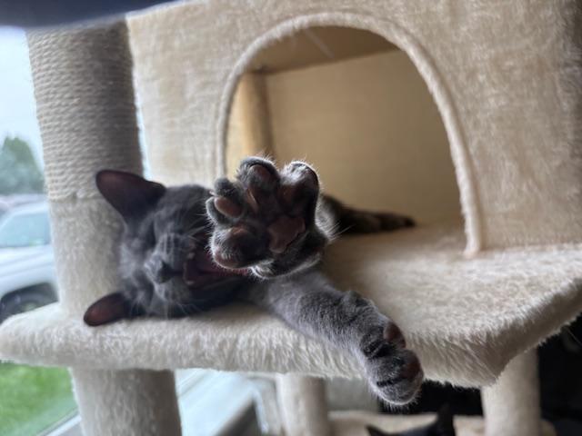 Enlarge Yzma, a Adoptable Domestic Short Hair in Chambersburg, PA image 3/4